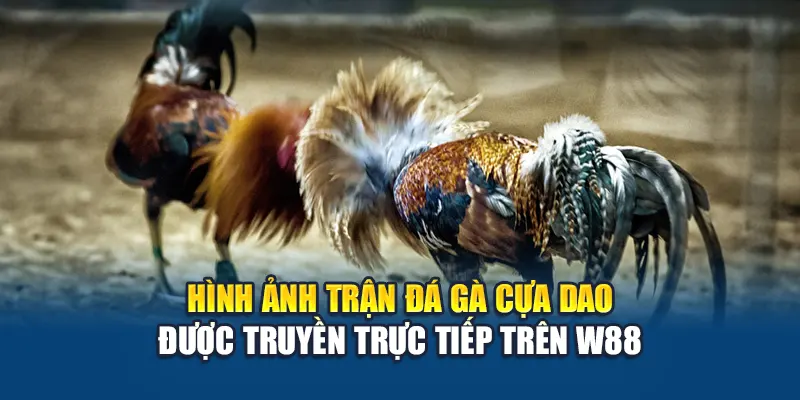 Hình ảnh trận đá gà cựa dao được truyền trực tiếp trên W88