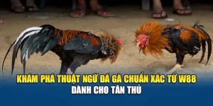 Khám Phá Thuật Ngữ Đá Gà Chuẩn Xác Từ W88 Dành Cho Tân Thủ