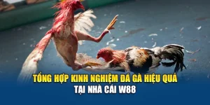 Tổng Hợp Kinh Nghiệm Đá Gà Hiệu Quả Tại Nhà Cái W88